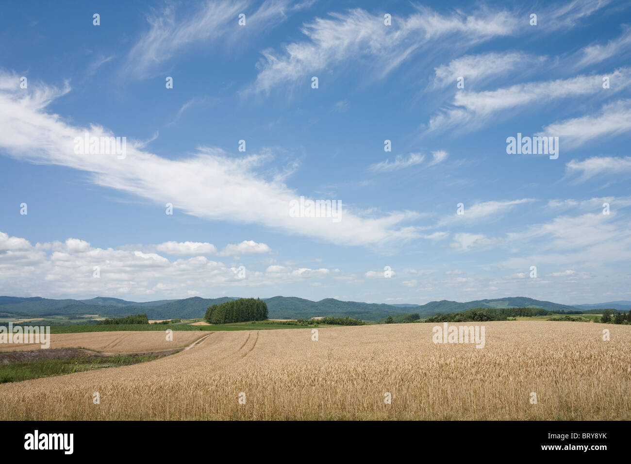 Wheat field and trees Hokkaido Prefecture Japan Stock Photo