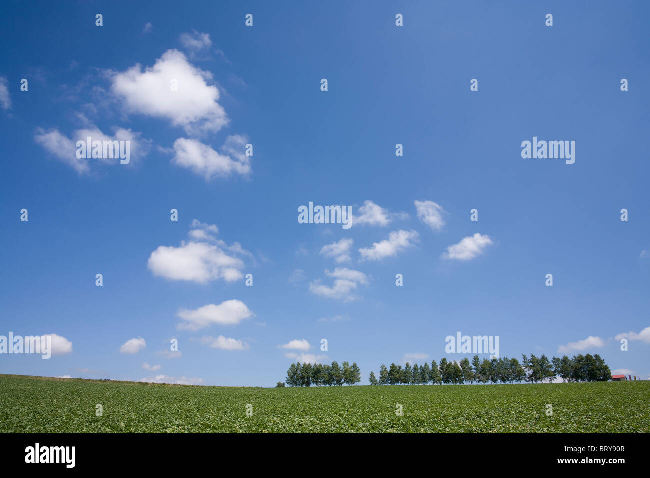 Farm land and tree in a row Hokkaido Prefecture Japan Stock Photo