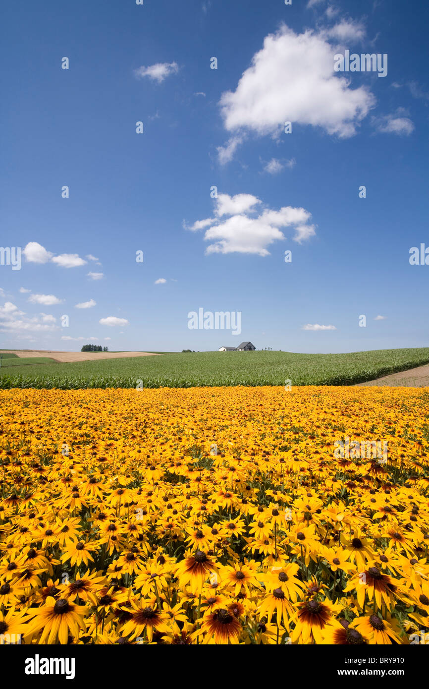 Stiff sunflowers Hokkaido Prefecture Japan Stock Photo