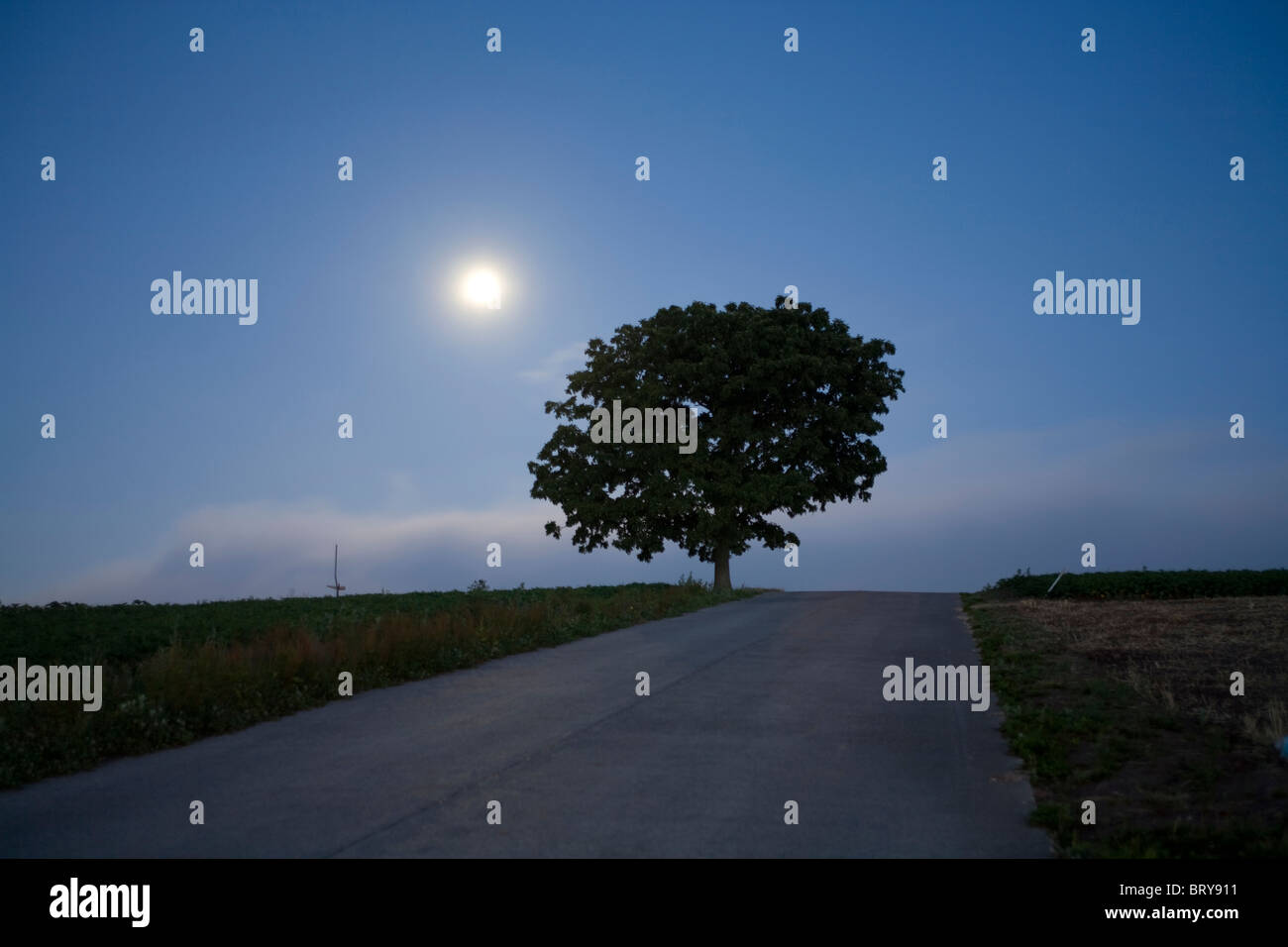 Tree by a road at dawn Hokkaido Prefecture Japan Stock Photo