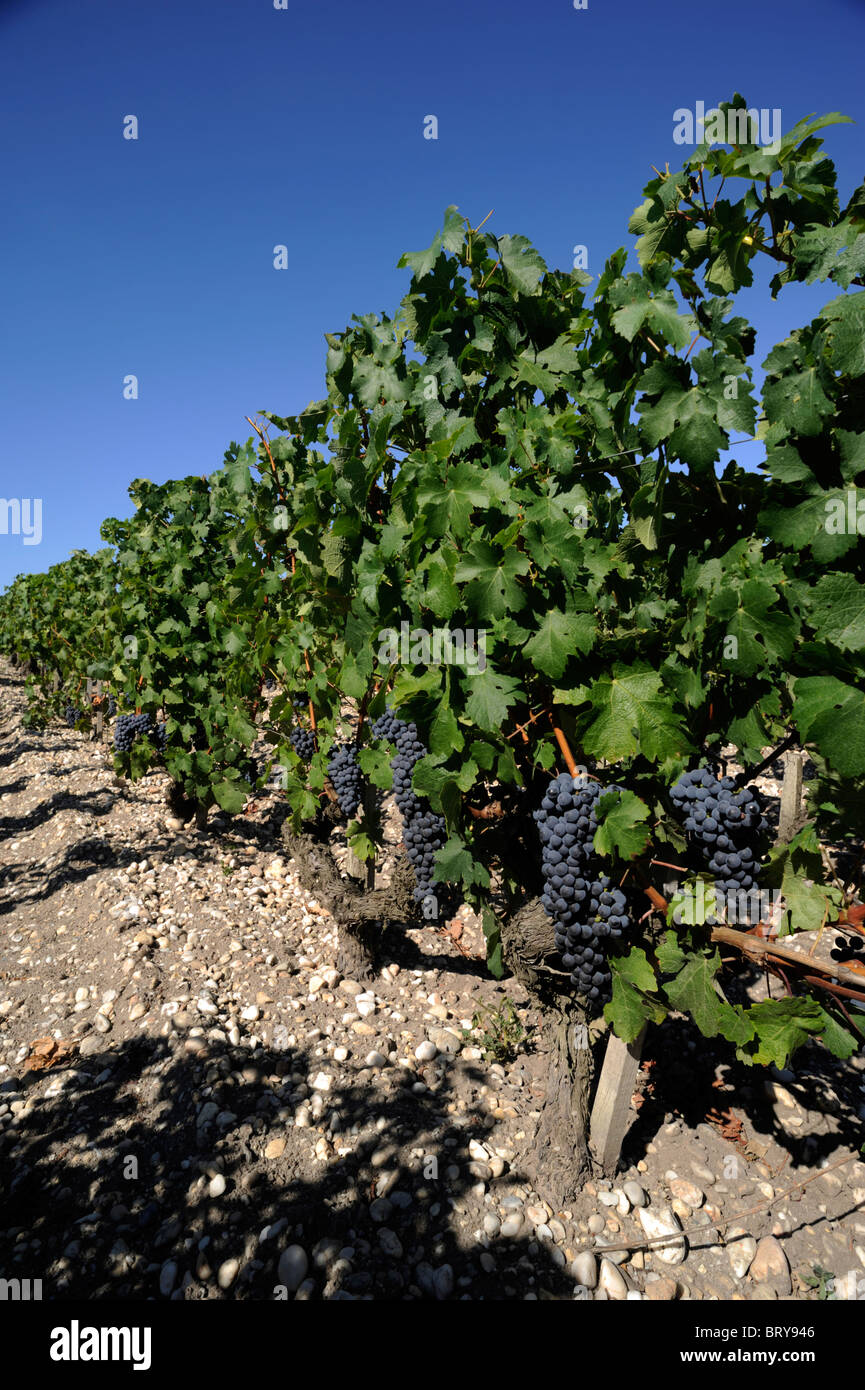 france, bordeaux, medoc vineyards Stock Photo