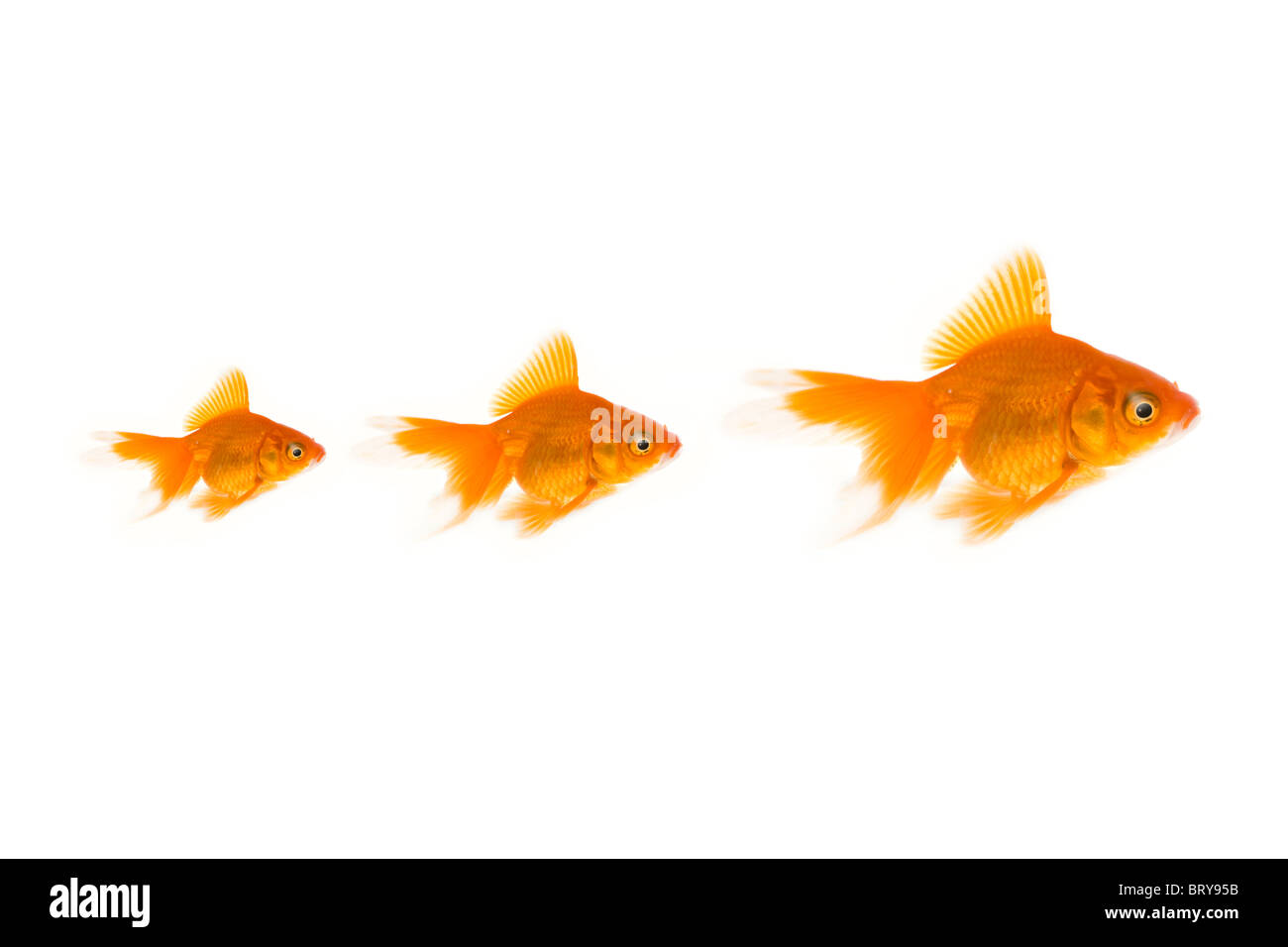 Three goldfishes Stock Photo