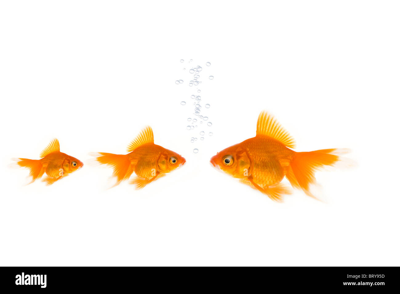 Three goldfishes Stock Photo