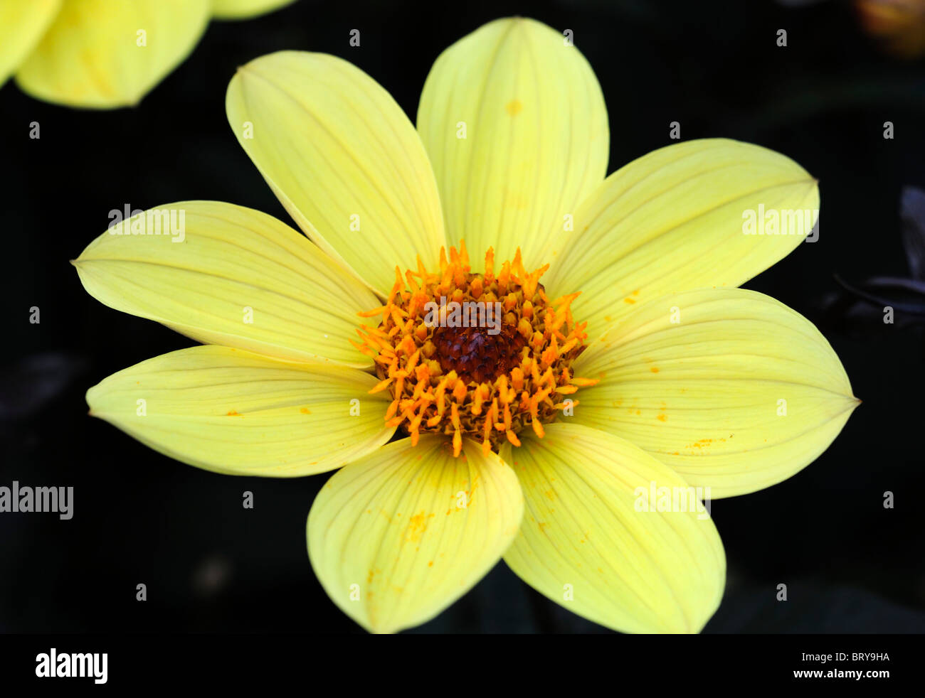 dahlia happy single party dwarf single yellow flower bloom blossom variety type hybrid color colour colored coloured Stock Photo