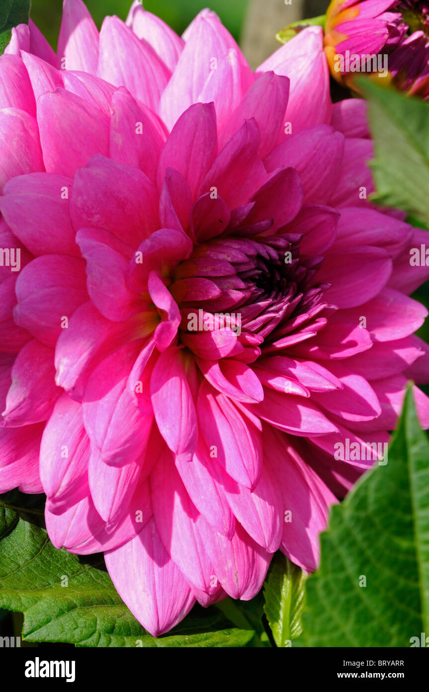 Dahlia 'Rosella' dinner Plate Dinnerplate type variety pink flower ...