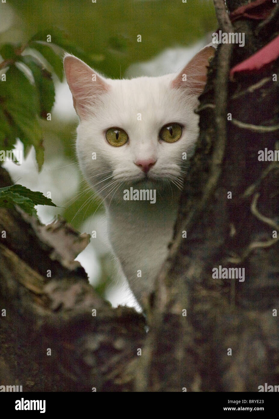 White cat in tree Stock Photo Alamy