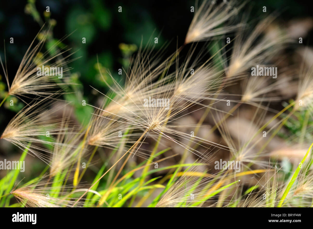 Hordeum jubatum Foxtail barley Squirrel tail perennial grass seed heads panicle inflorescence awn ornamental plant Stock Photo