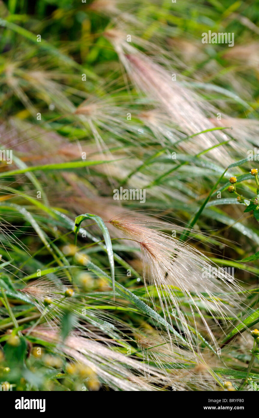 Hordeum jubatum Foxtail barley Squirrel tail perennial grass seed heads panicle inflorescence awn ornamental plant Stock Photo