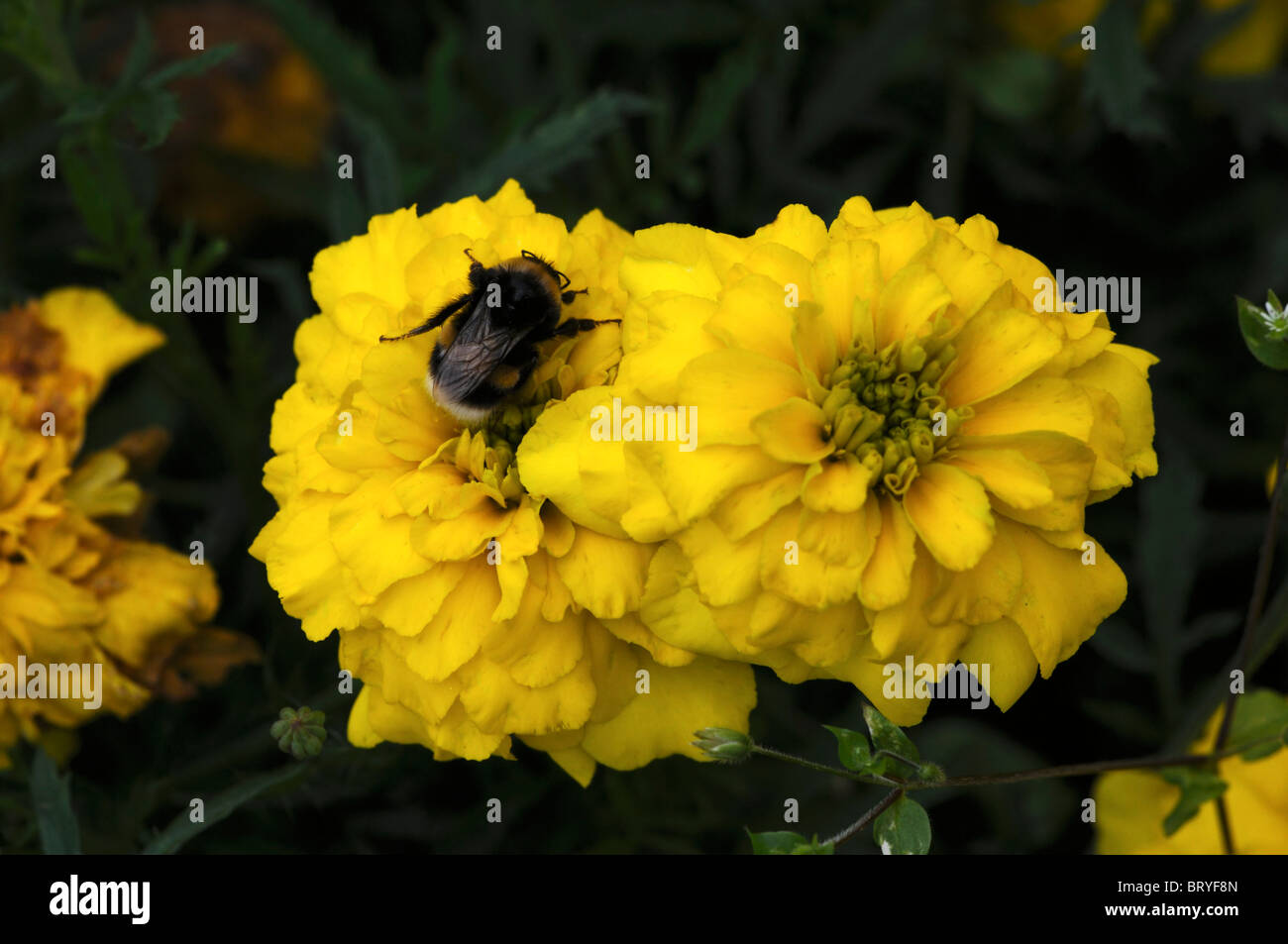 French marigold bonanza bee hires stock photography and images Alamy