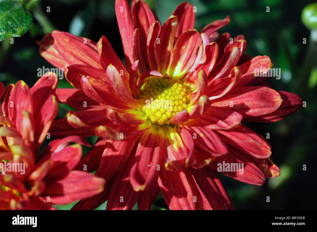 Chrysanthemum Duncan annual summer plant red flowers explosion shaped