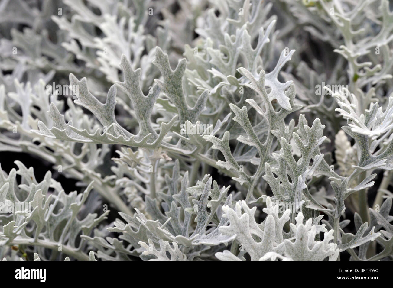 Senecio cineraria cineraria maritima silver dust Mediterranean perennial widely cultivated as an annual silver felt-like leaves Stock Photo