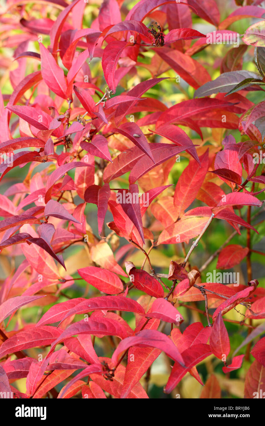 Diervilla sessilifolia red autumn fall leaves foliage Stock Photo