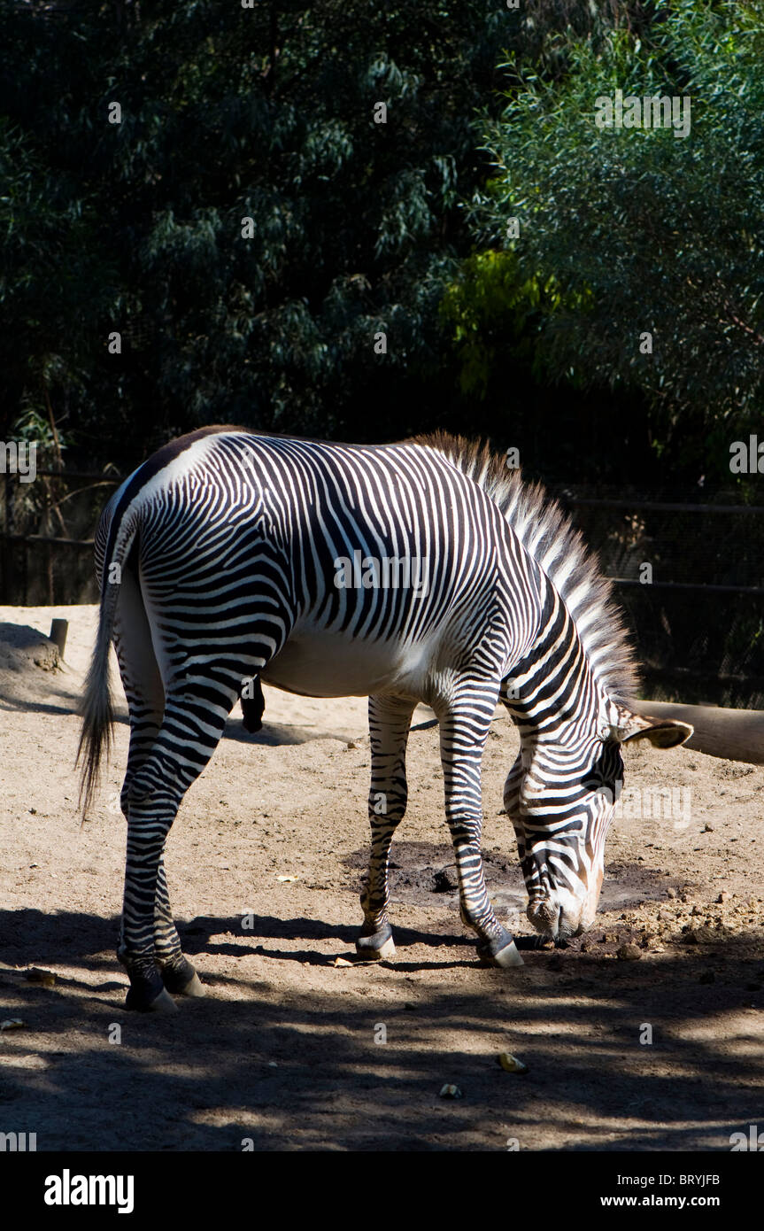 Zebra (Equus quagga Stock Photo Alamy