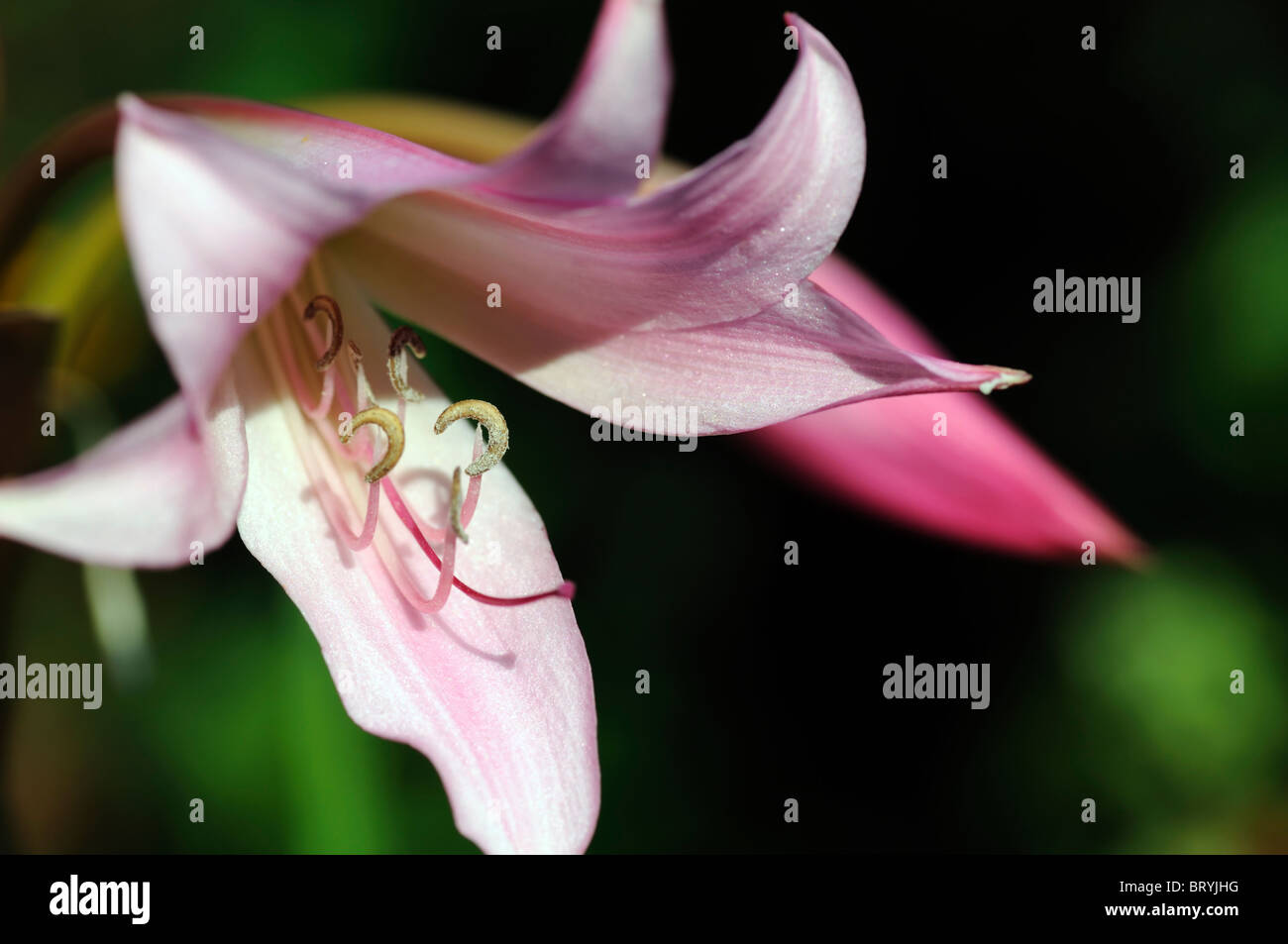Crinum x powellii Roseum lily flower pink bloom blossom tender late