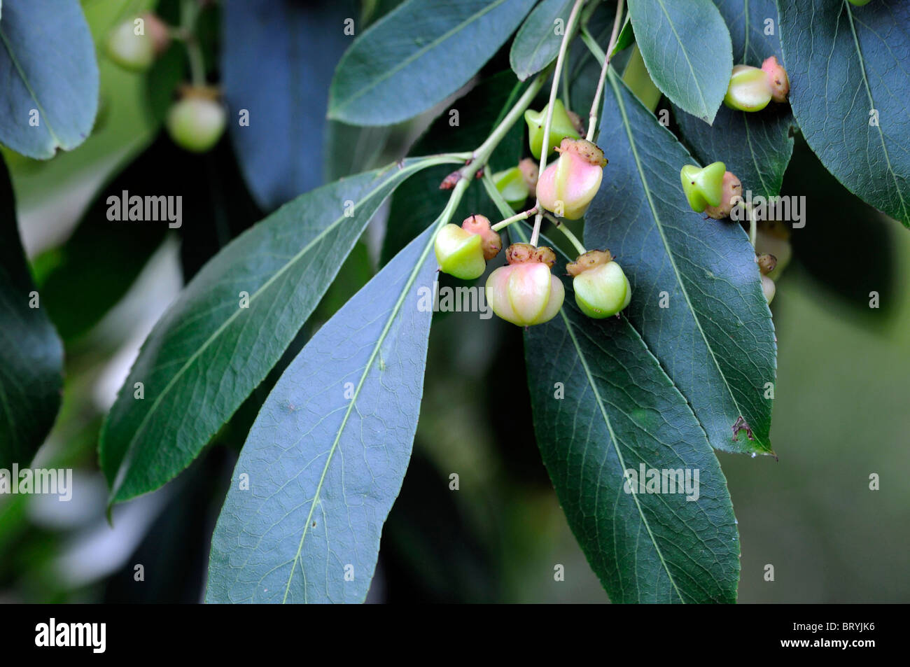 Japanese Spindle Tree Or Shrub High Resolution Stock Photography And Images Alamy Japanese Spindle Tree Or Shrub High Resolution Stock Photography And Images Alamy