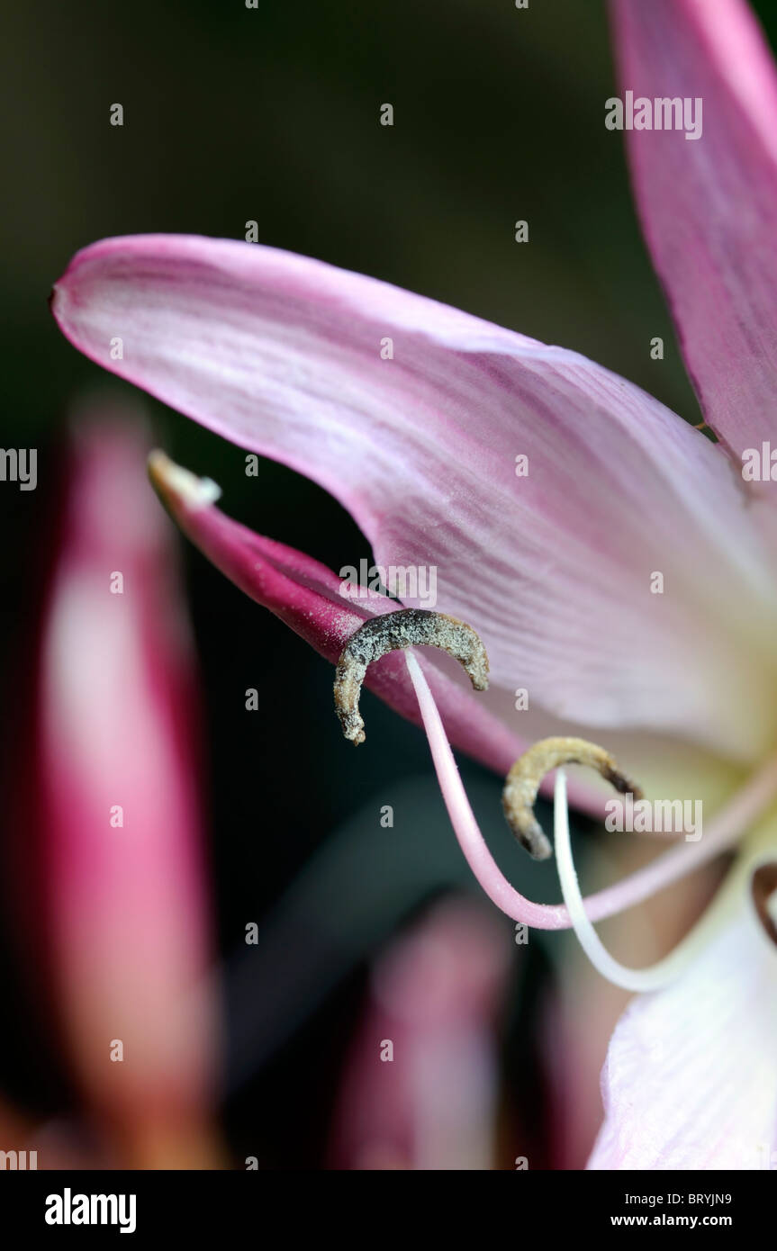 Crinum x powellii Roseum lily flower pink bloom blossom tender late