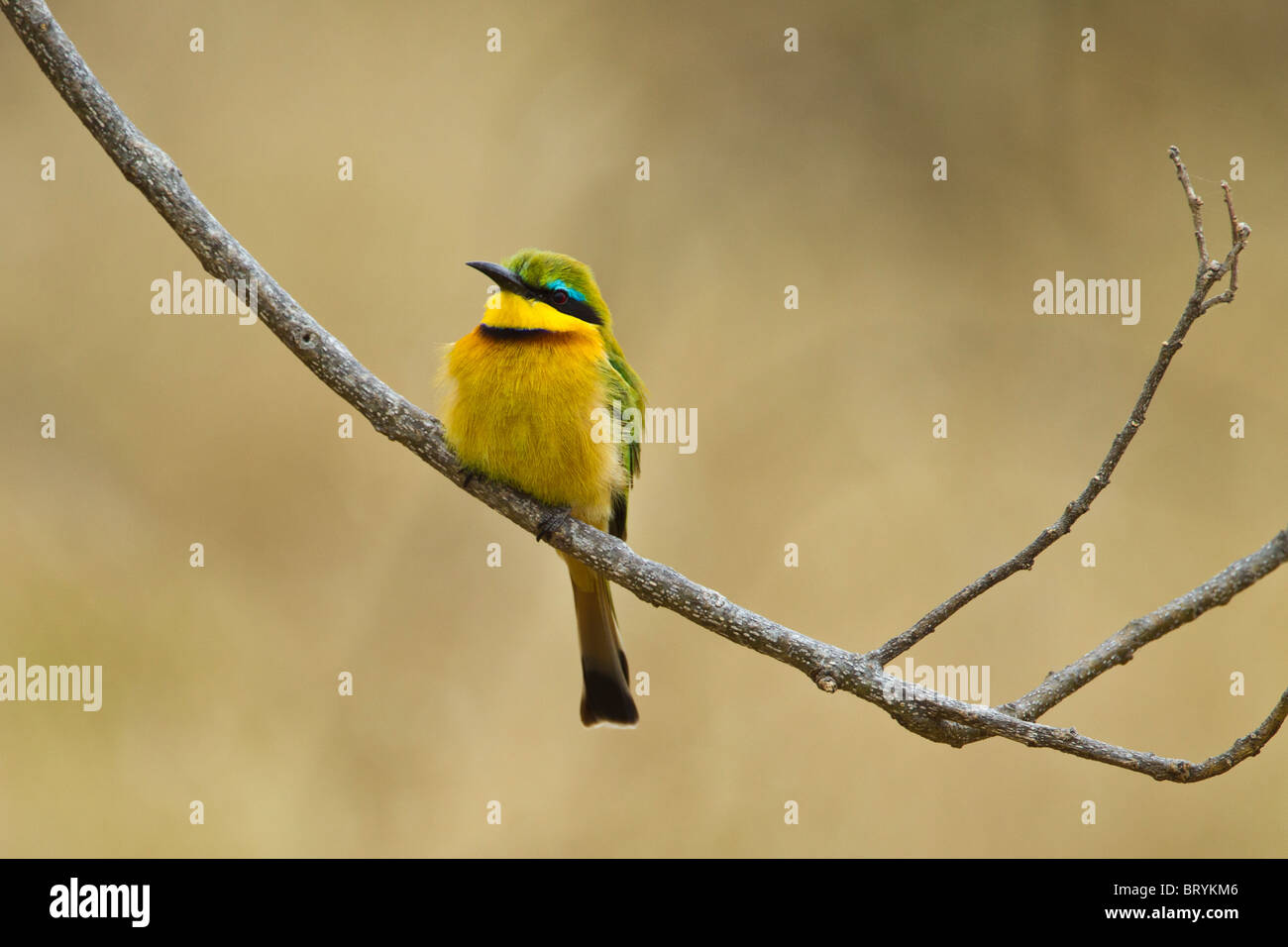 The little bee-eater (Merops pusillus) Stock Photo