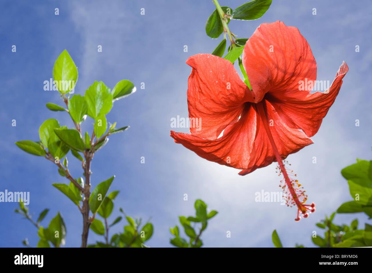 Red hibiscus flower with blue sky Stock Photo