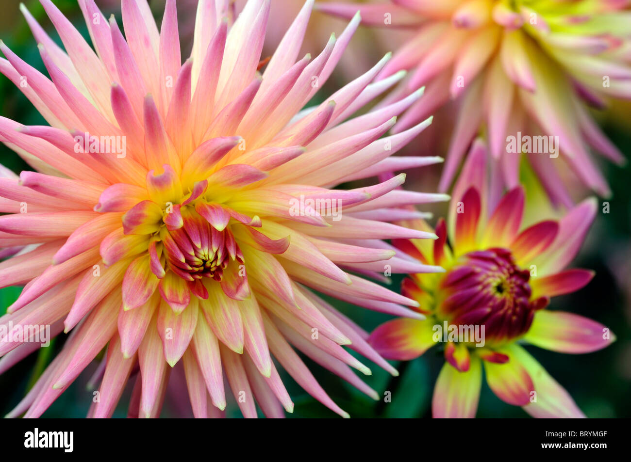dahlia friendship cactus type variety hybrid Compositae pink white orange yellow blends Stock Photo