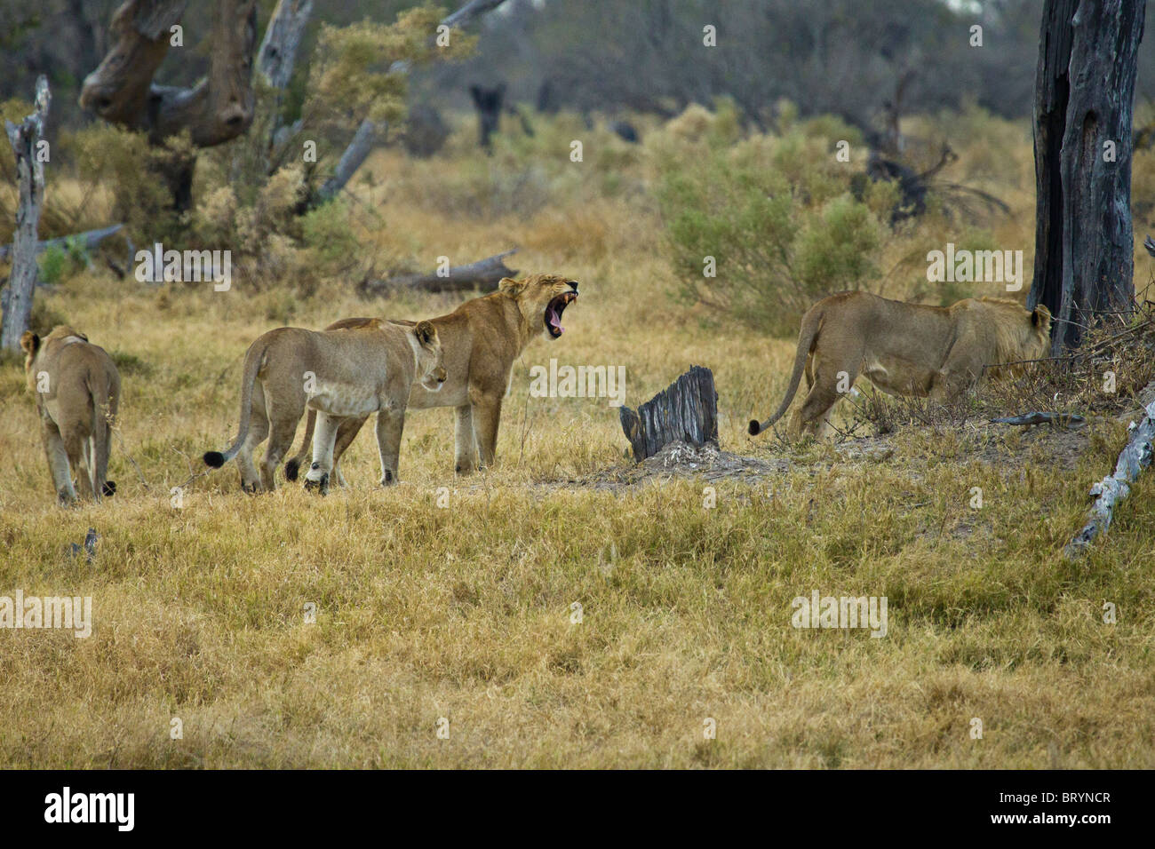 The GPS location of this image is approximate. Stock Photo