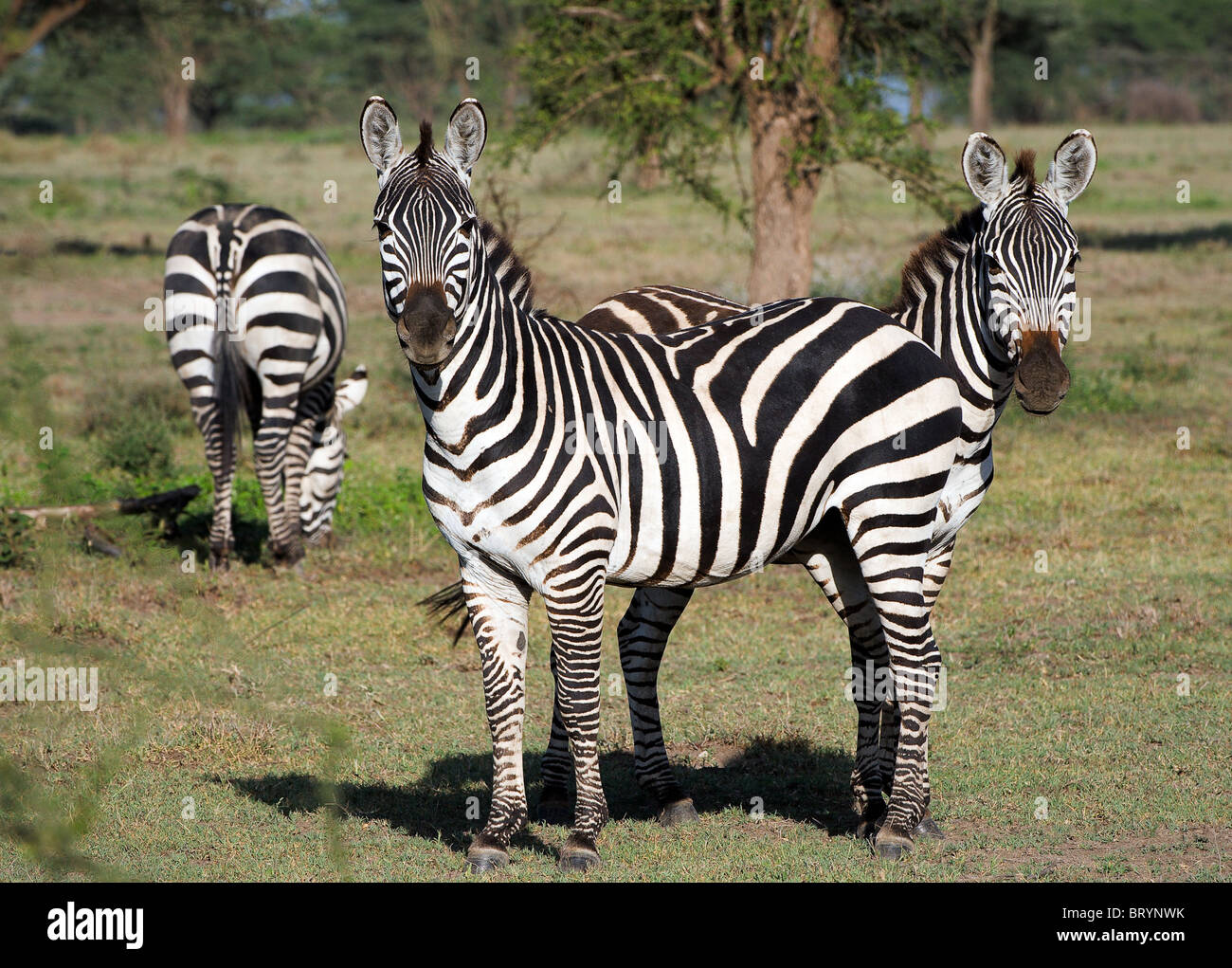 Two zebras stand one for another, as one with two heads. A green background. Stock Photo