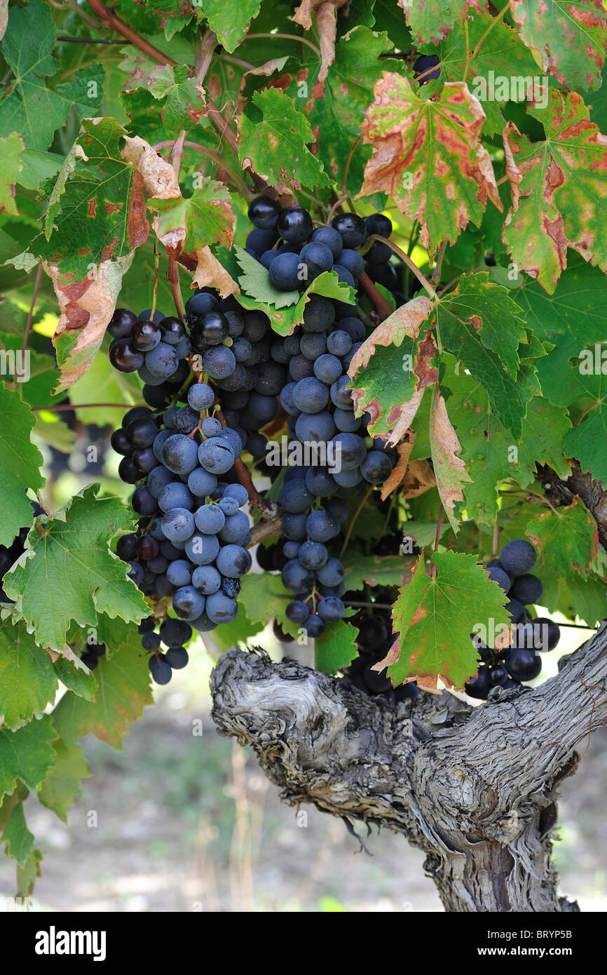 Fruit grape vine vitis vinifera hi-res stock photography and images - Alamy
