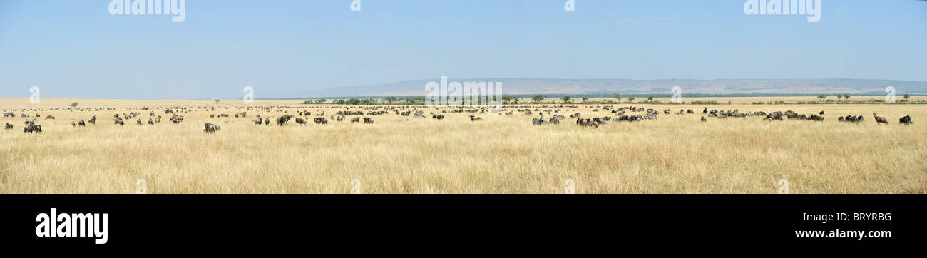 Wildebeest (Connochaetes taurinus) migration in the plains of Maasai Mara National Reserve in August - Kenya Stock Photo