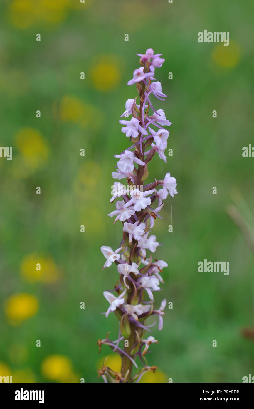 Flagrant orchid (Gymnadenia conopsea) flowering at spring - Cevennes - France Stock Photo