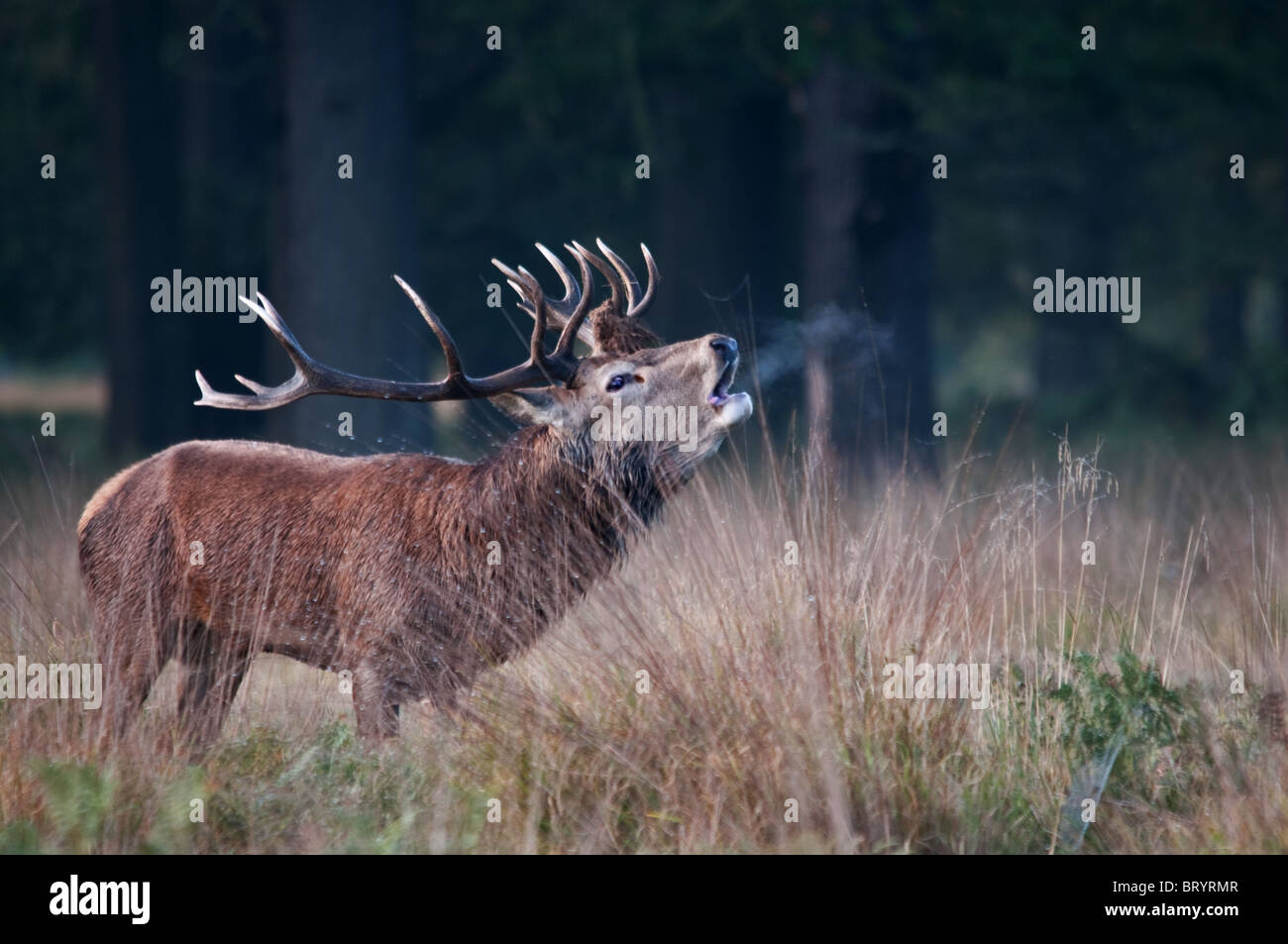 Red deer stag bellowing Stock Photo