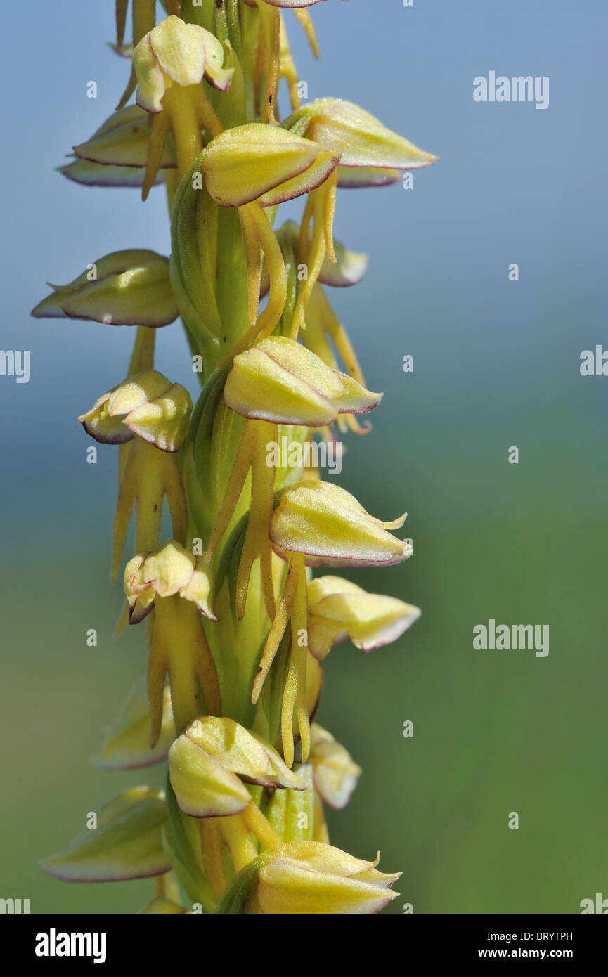 Man orchid (Aceras anthropophorum - Orchis anthropophora) flowering at spring - Cevennes - France Stock Photo