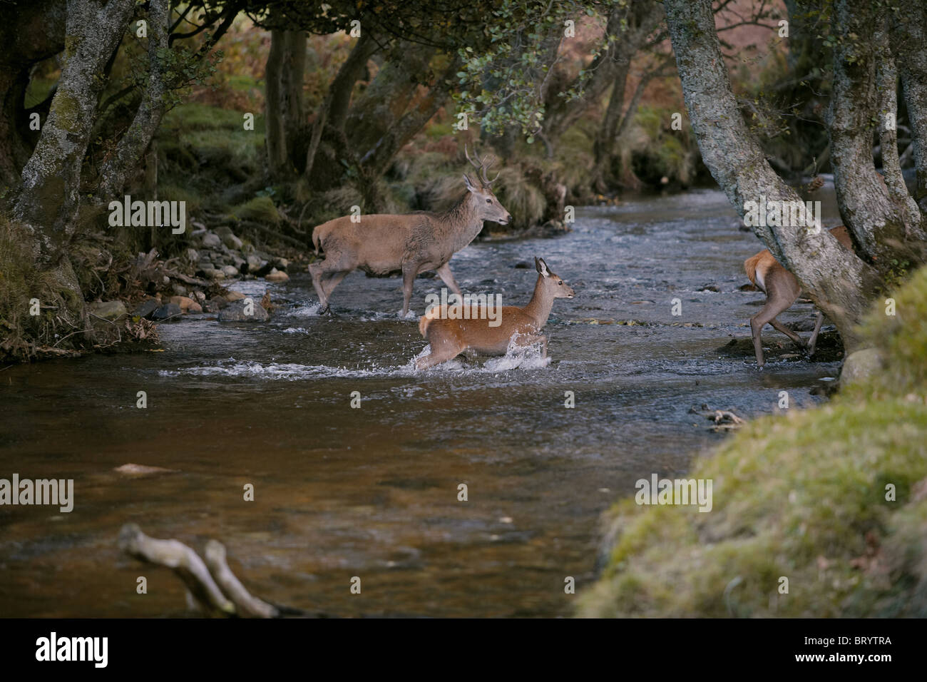 Red Deer, Cervus elaphus crossing a stream, Isle of Arran, Scotland Stock Photo