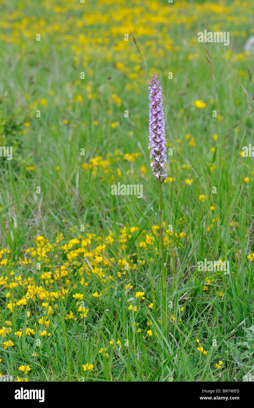 Flagrant orchid (Gymnadenia conopsea) flowering at spring - Cevennes - France Stock Photo