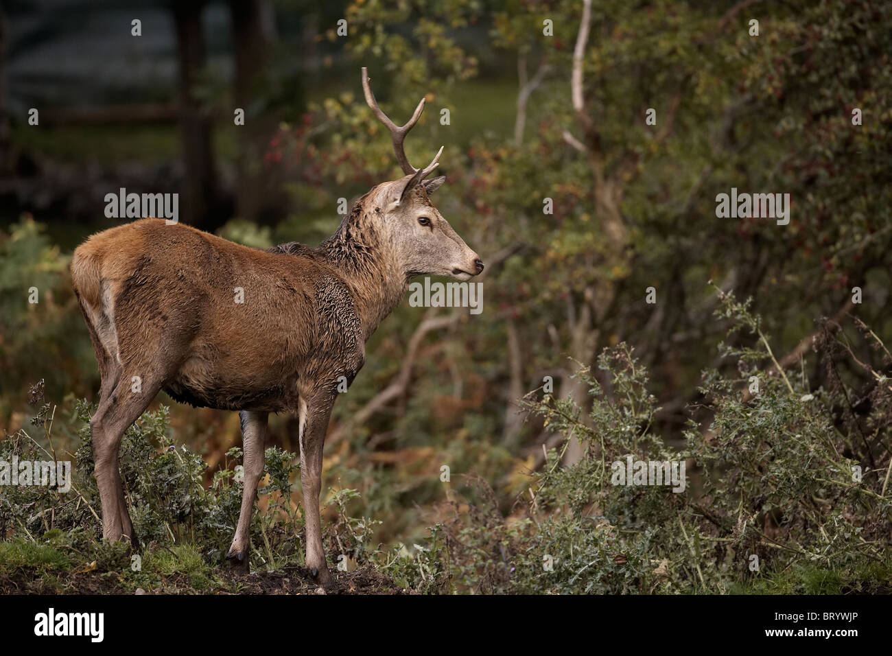 Red Deer, Cervus elaphus stag, Isle of Arran, Scotland Stock Photo
