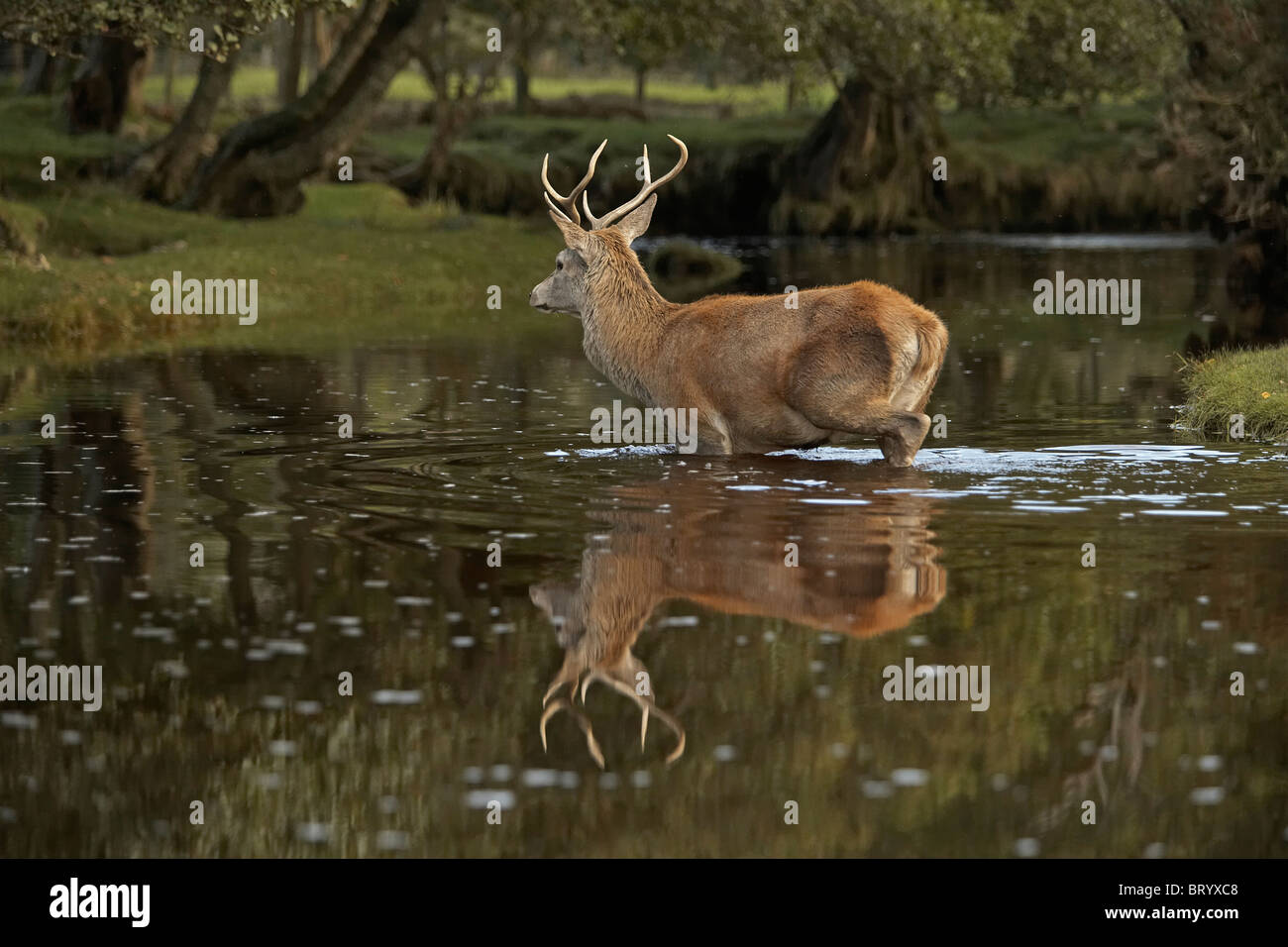 Red Deer, Cervus elaphus stag crossing a stream, Lochranza, Isle of Arran, Scotland Stock Photo