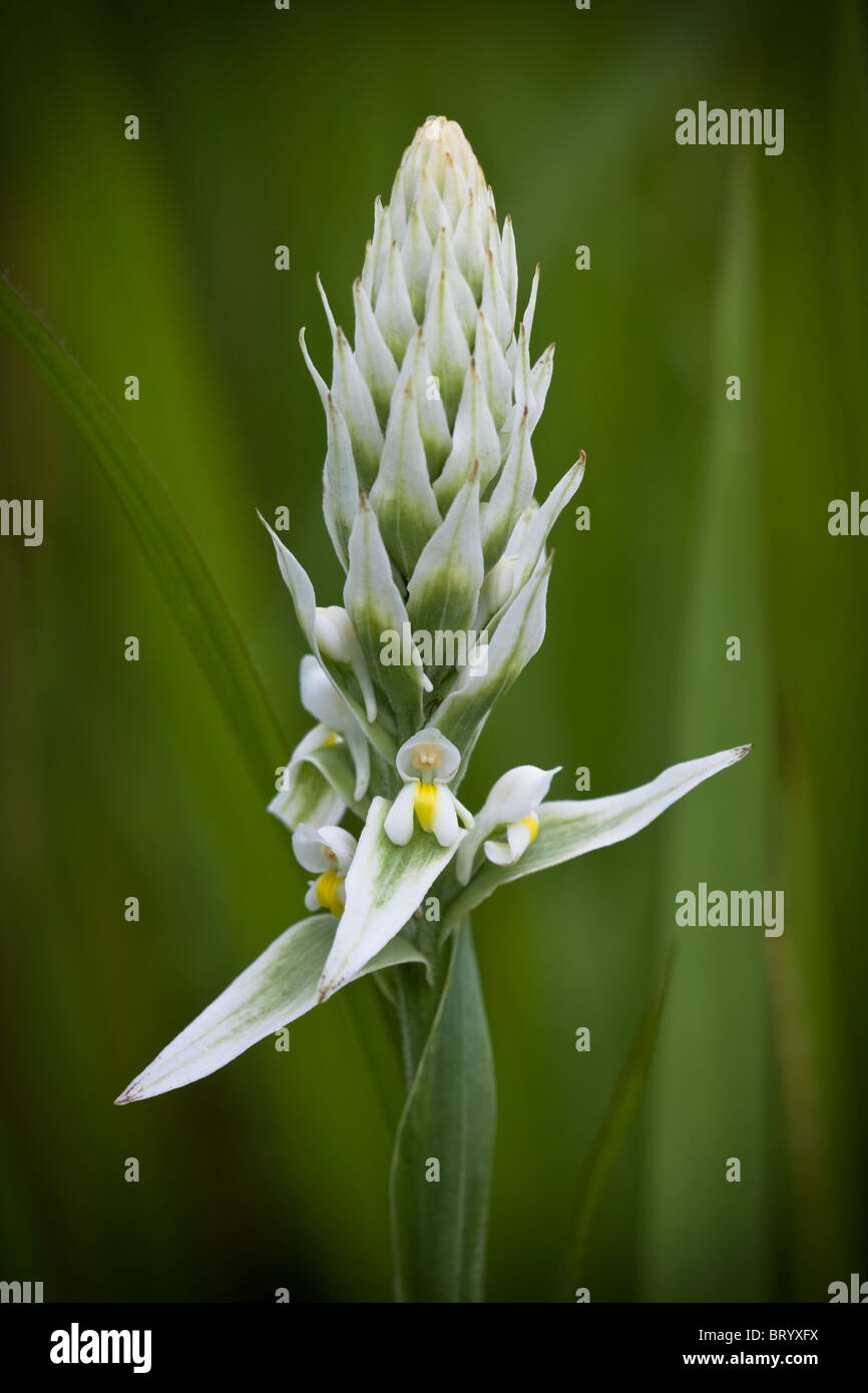 African orchid Satyrium trinervii from Viphya Plateau Malawi Stock Photo