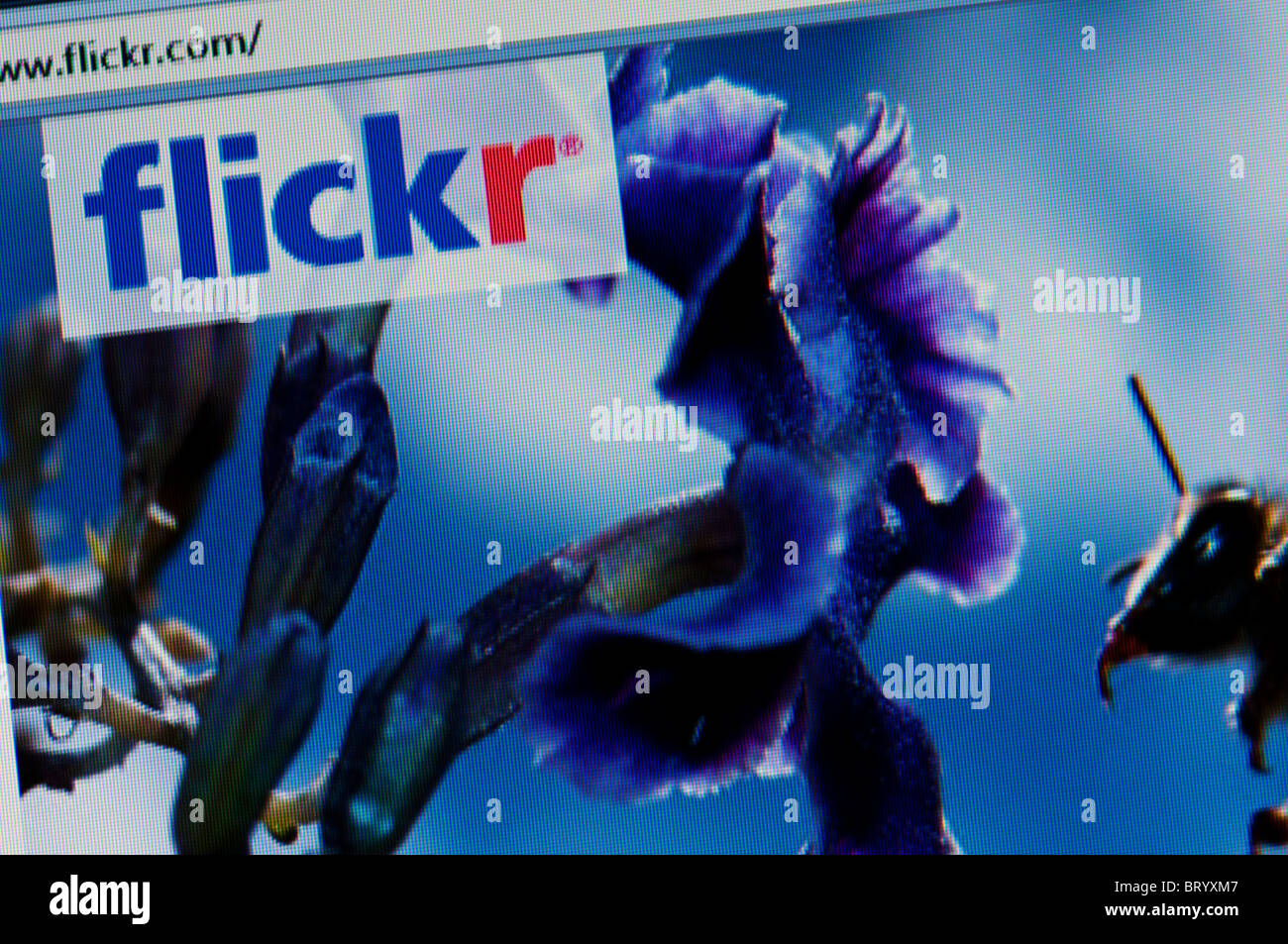 flickr website screen shot Stock Photo