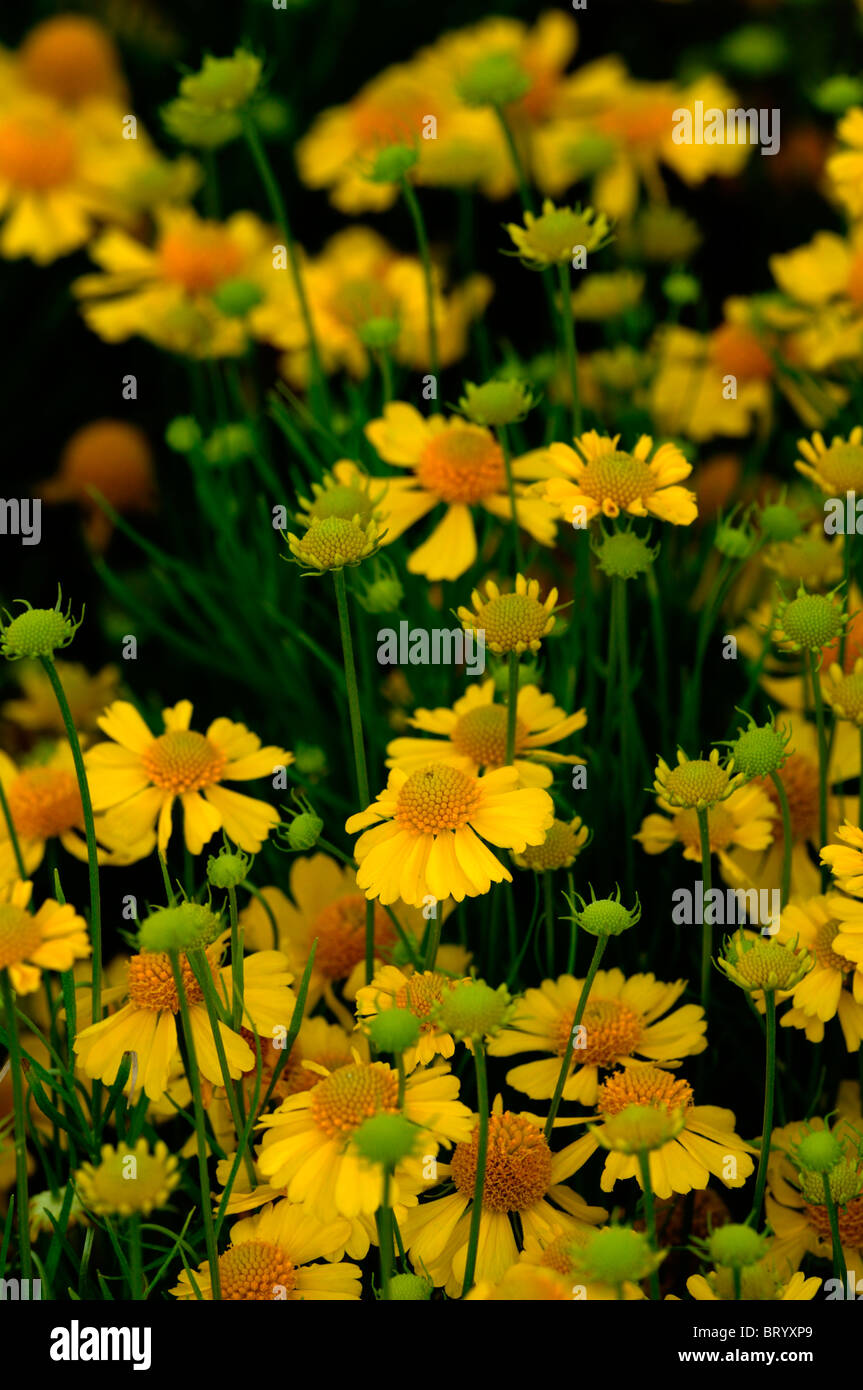 helenium amarum goldfield annual Cut Flowers Container Bed bedding