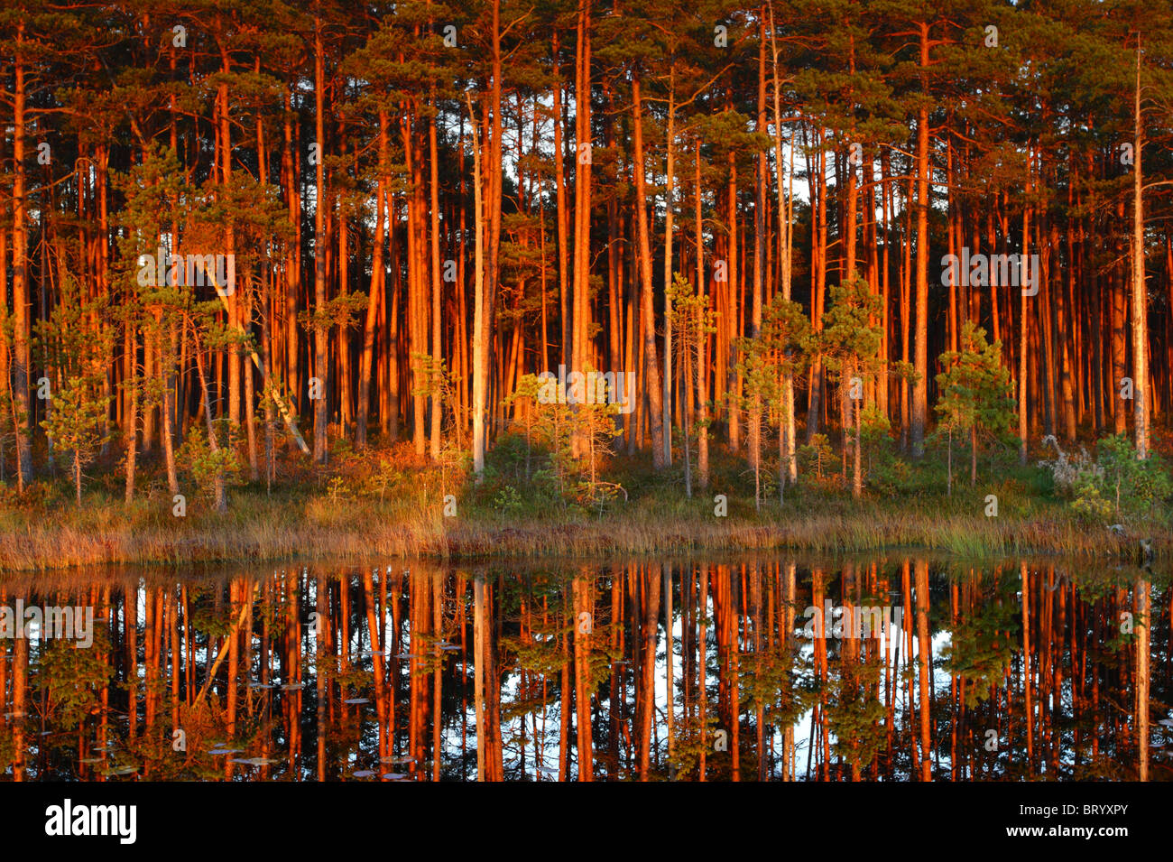 Pine trees and reflection at bog lake. Estonia, Europe Stock Photo
