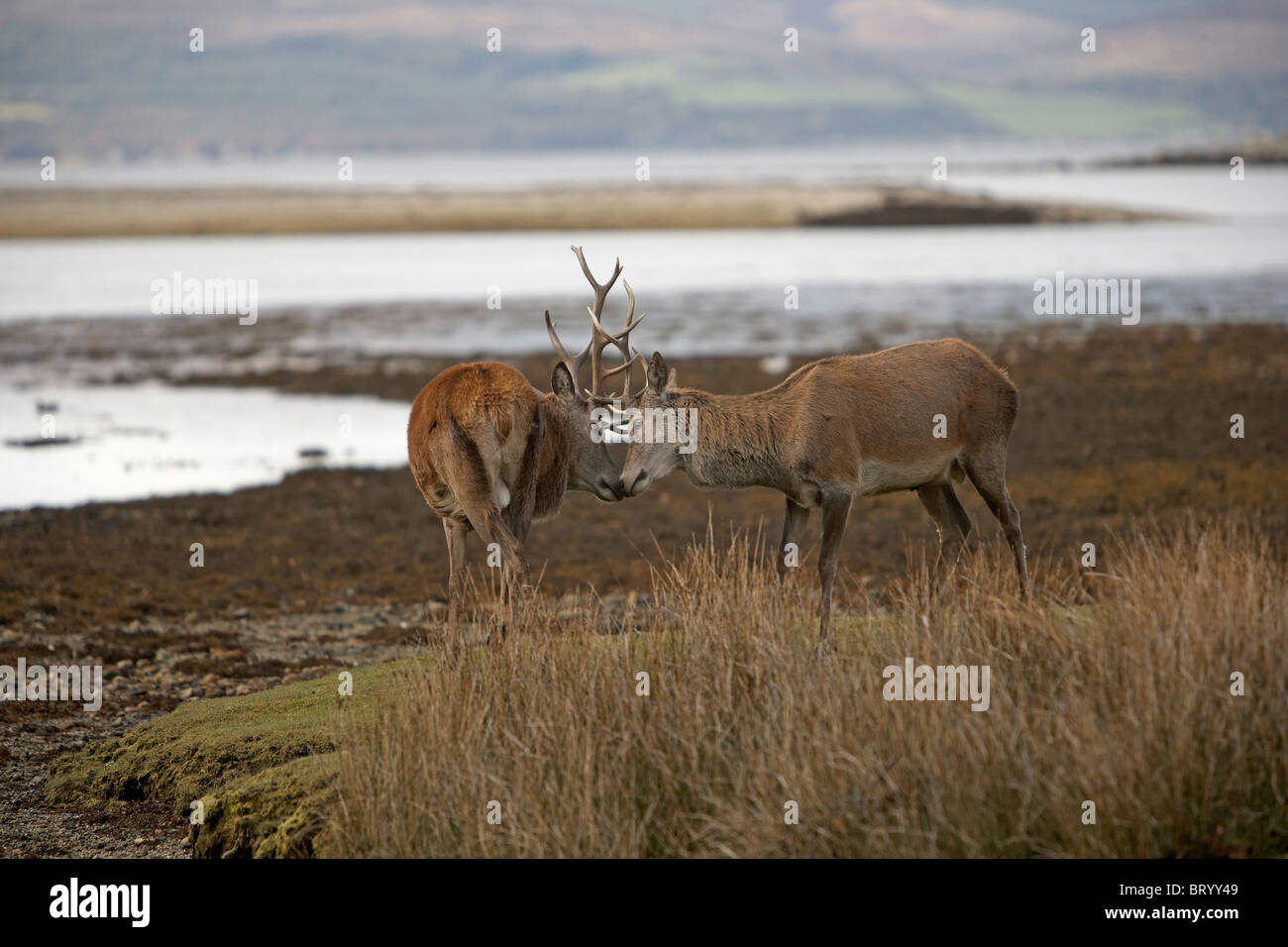 Red Deer, Cervus elaphus stags embattled in rut, Lochranza, Isle of Arran, Scotland Stock Photo