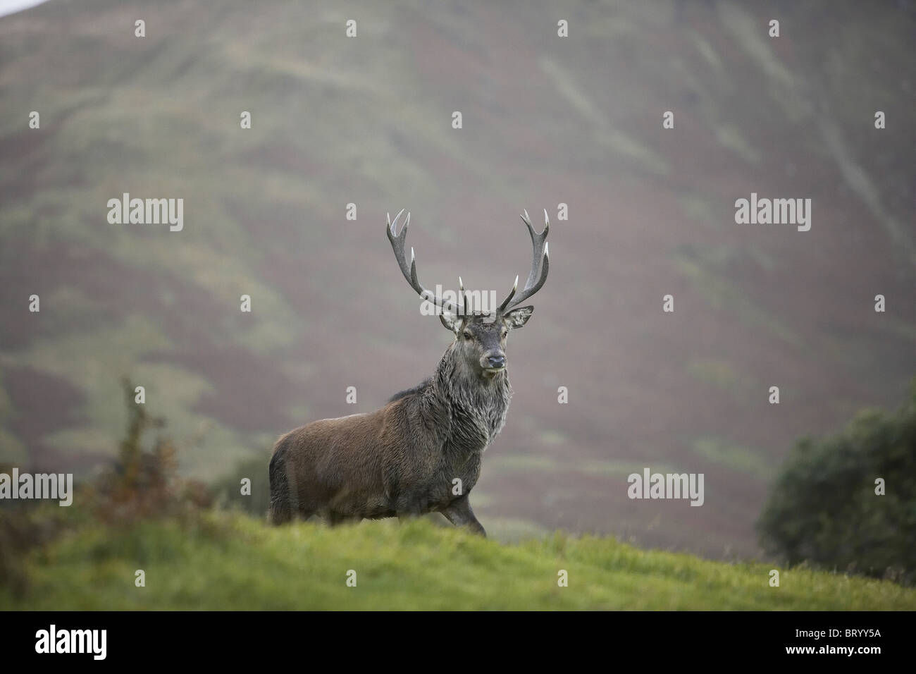 Red Deer, Cervus elaphus stag, Isle of Arran, Scotland, uk Stock Photo