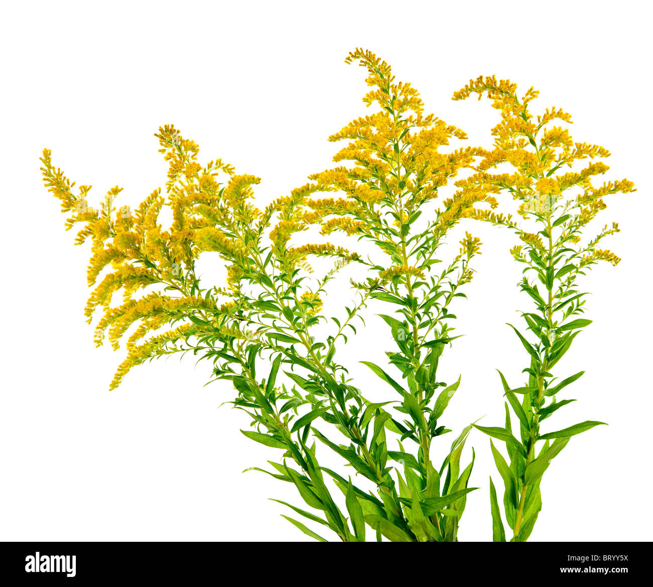 Blooming goldenrod plant isolated on hires stock photography and