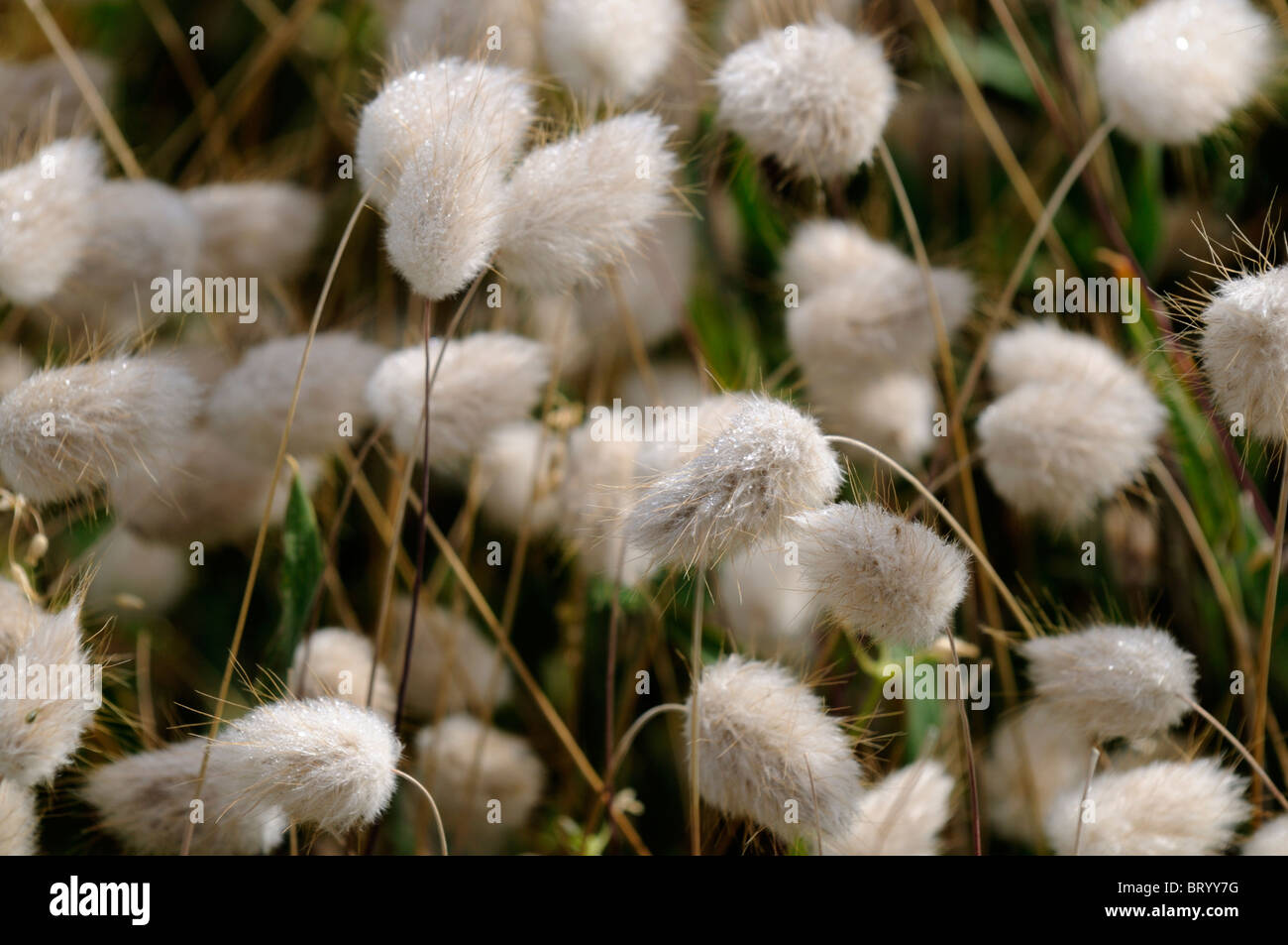 Lagurus ovatus Hares tail bunny tail grass panicle inflorescence Rabbit's-tail annual ornamental plant creamy white awn Stock Photo