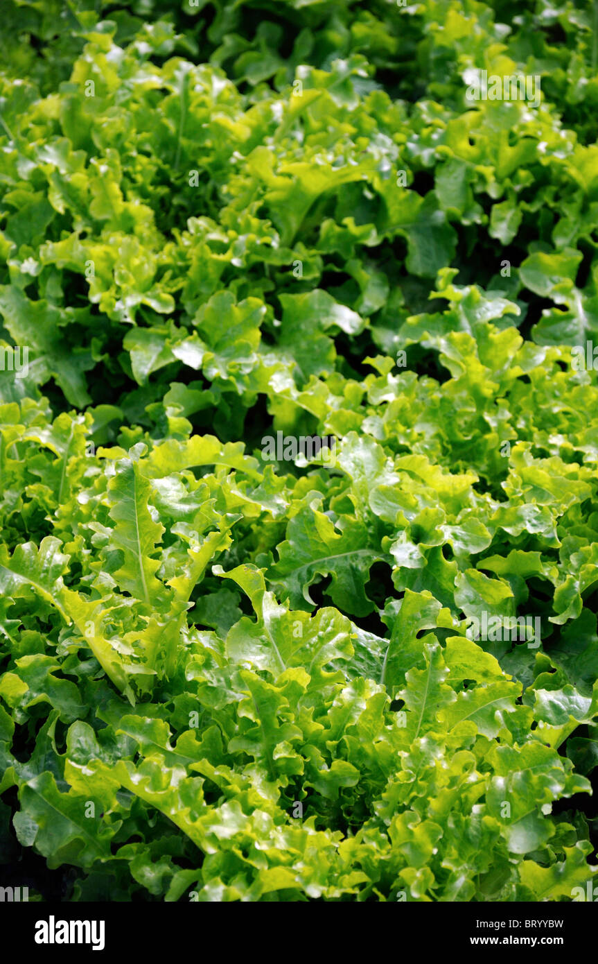 Lactuca sativa lettuce salad bowl Loose-leaf flavorful tender medium green deeply notched frilled leaves Stock Photo