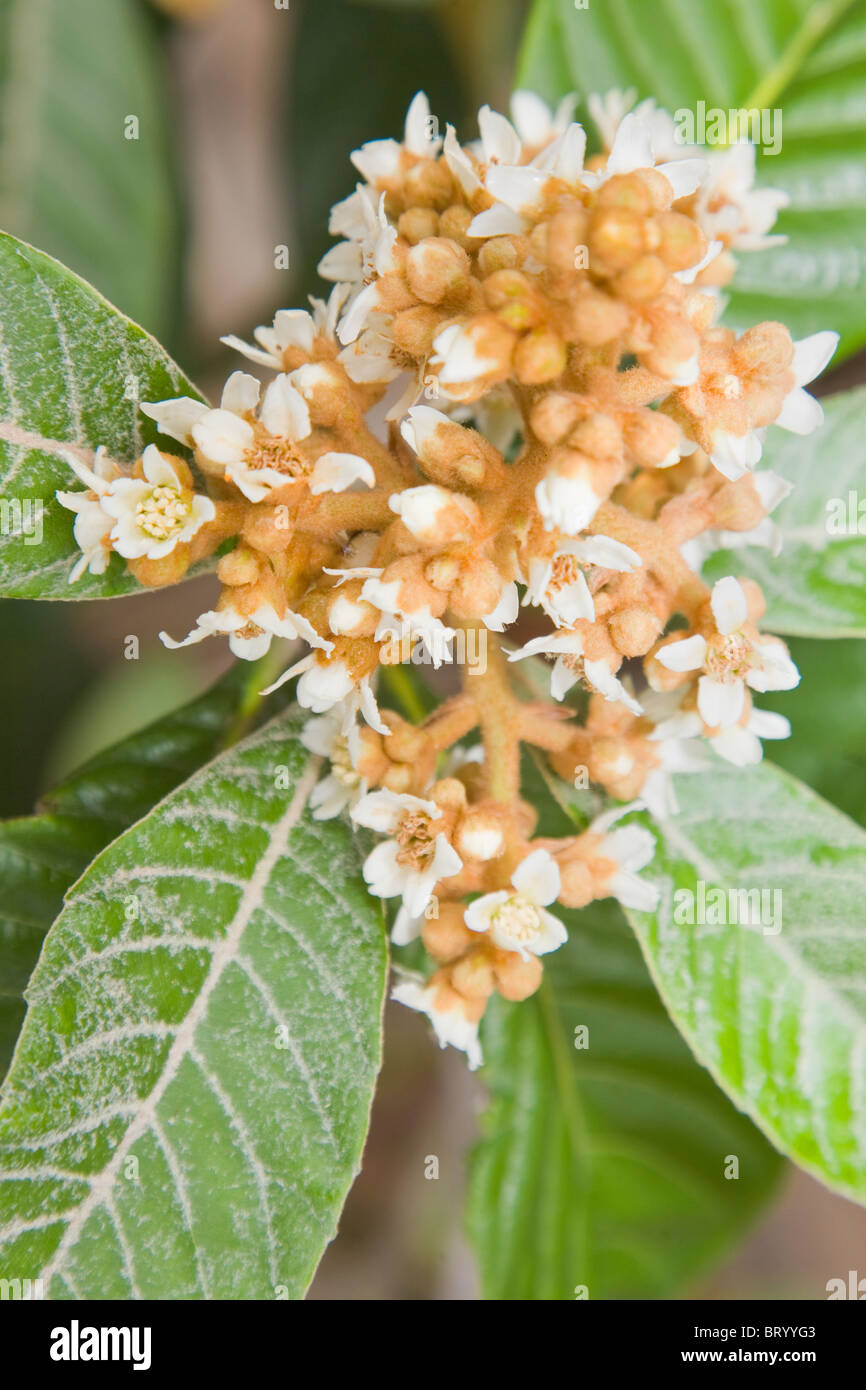 Eriobotrya japonica; flowers of the loquat or Japanese medlar tree Stock Photo