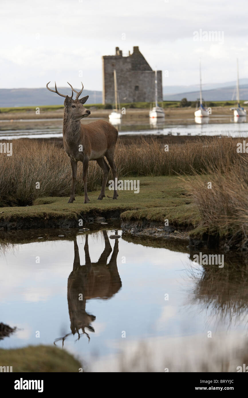 Red Deer, Cervus elaphus stag Lochranza castle, Isle of Arran, Scotland Stock Photo