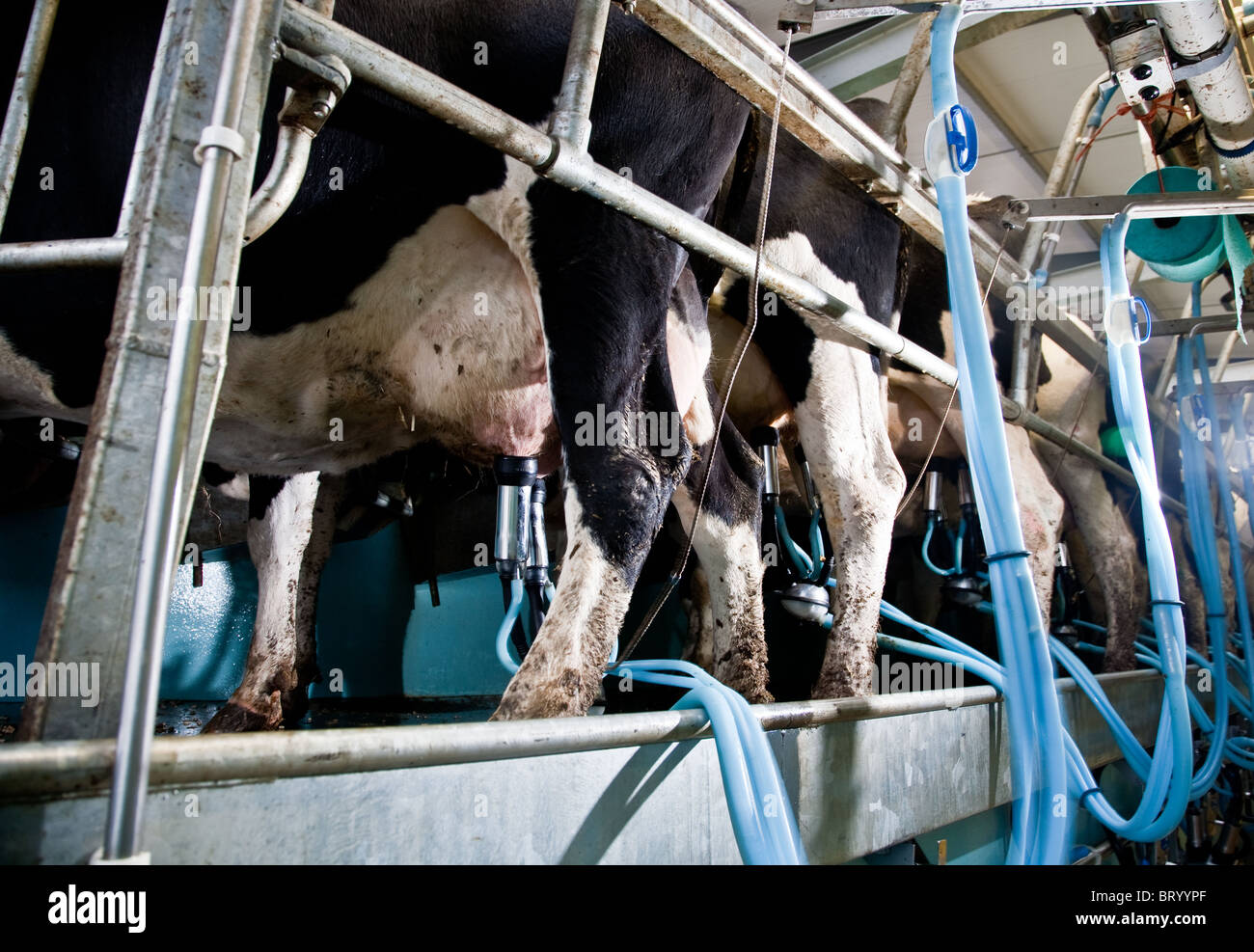 Milking dairy cows uk High Resolution Stock Photography and Images Alamy