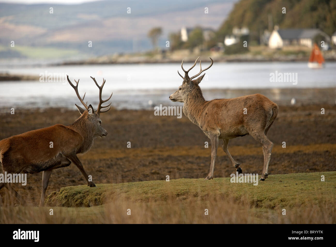 Red Deer, Cervus elaphus stags, Lochranza, Isle of Arran, Scotland Stock Photo
