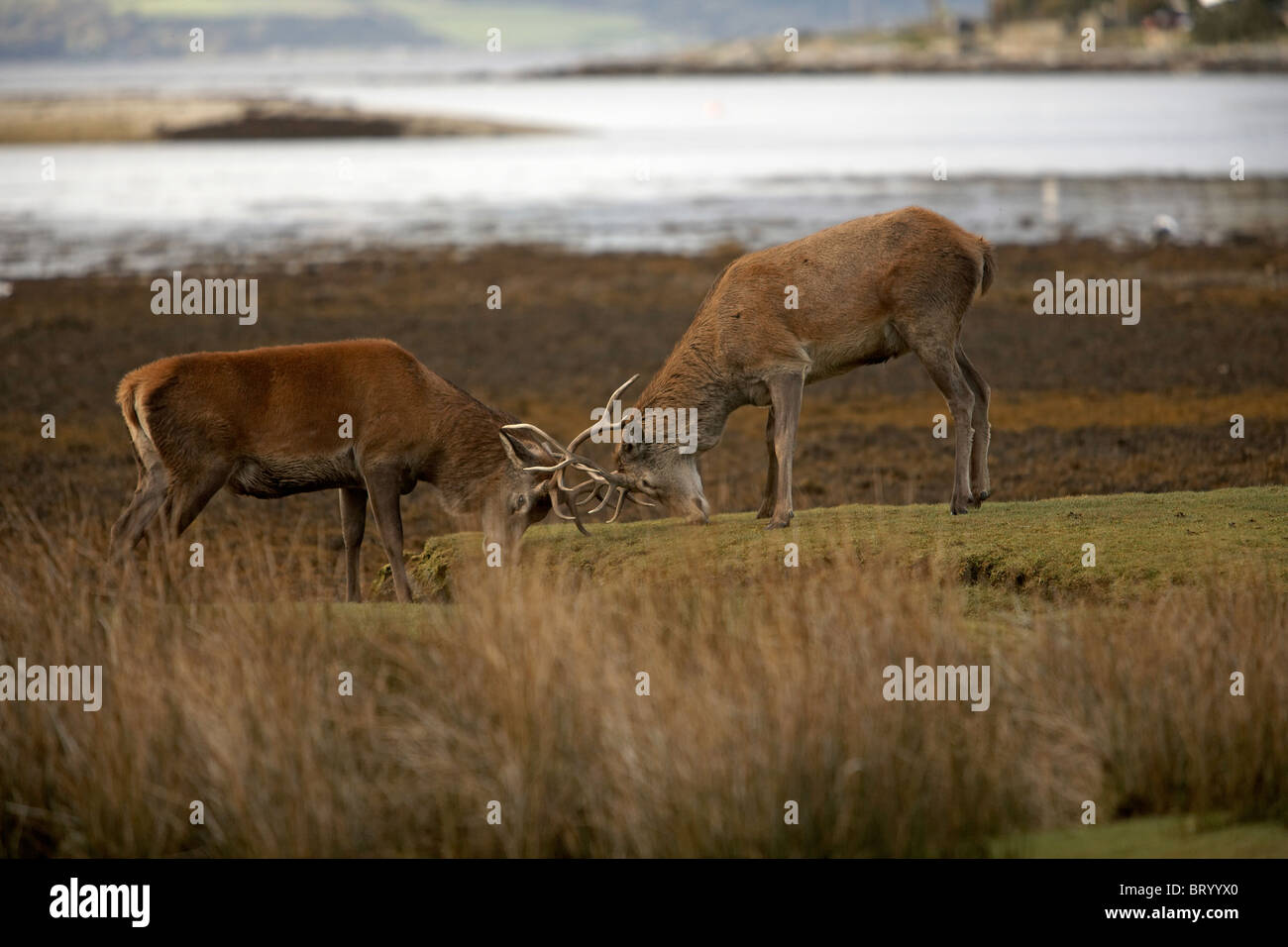 Red Deer, Cervus elaphus stags embattled in rut on the shoreline, Lochranza, Isle of Arran, Scotland Stock Photo
