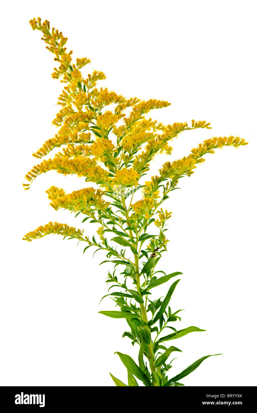 Blooming goldenrod plant isolated on white background Stock Photo