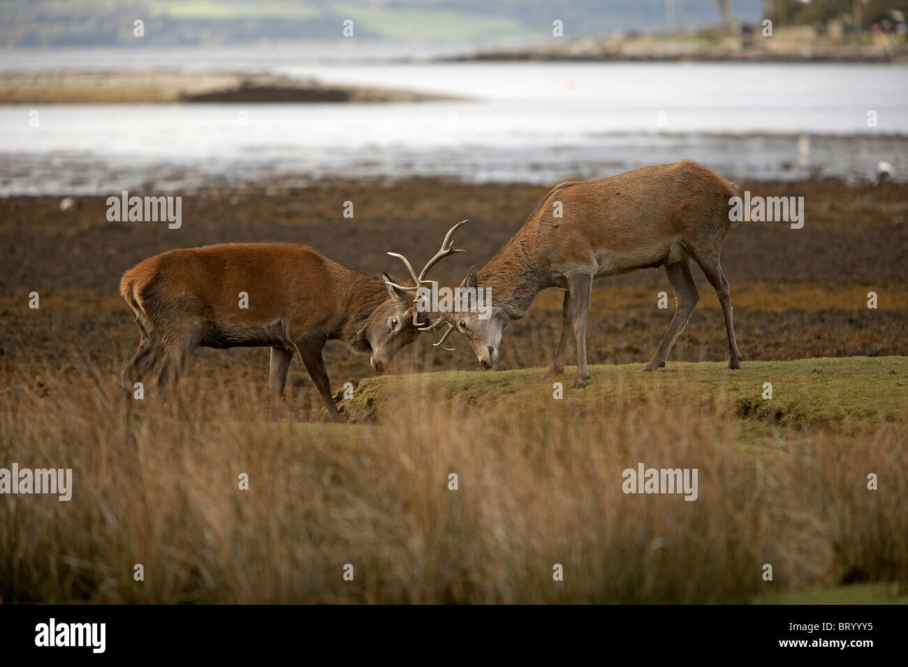 Red Deer, Cervus elaphus stags embattled in rut, Lochranza, Isle of Arran, Scotland Stock Photo